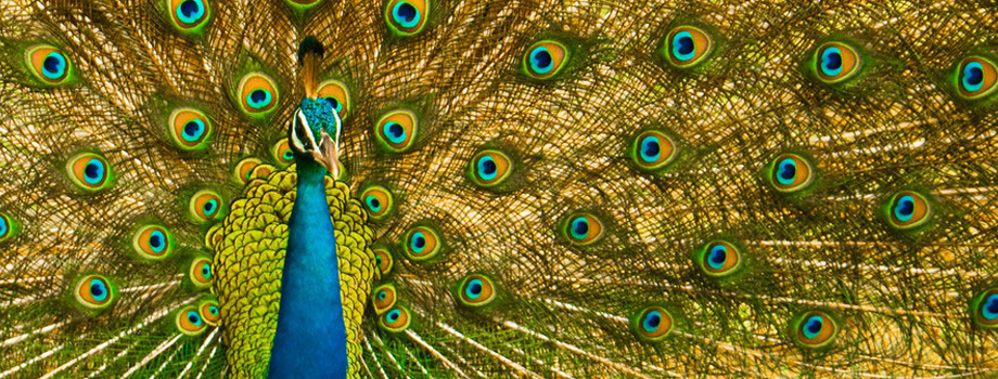 Sri Lankan Peacock